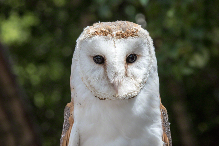 Barn owl display