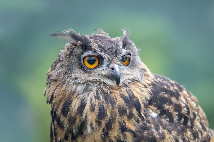 Eagle owl in falconry experience