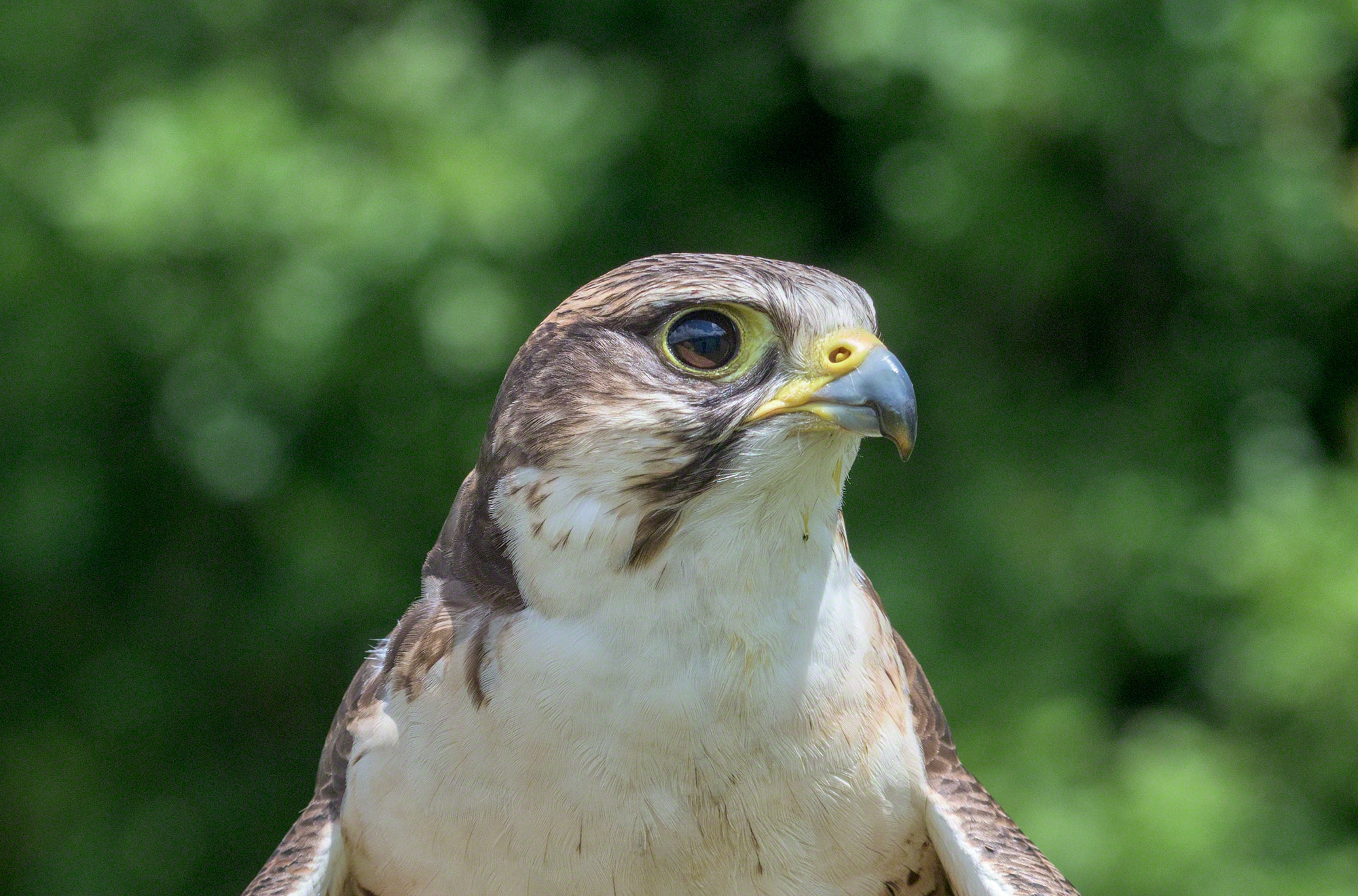 Lanner Falcon in falconry display