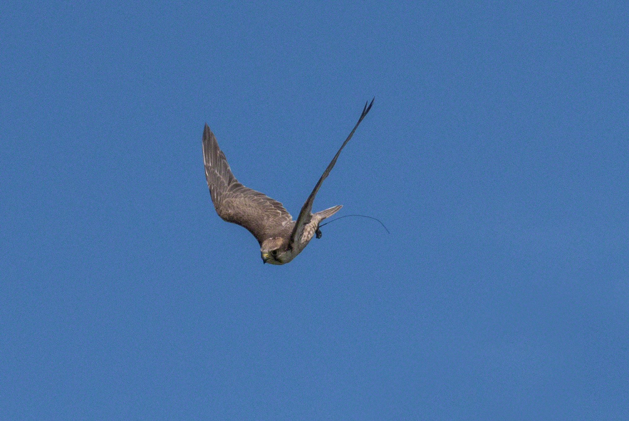 Bird pest control using hawks