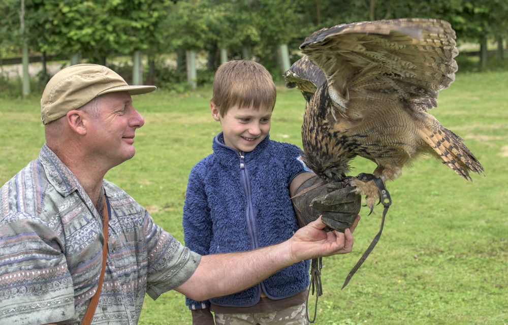 Falconry experience days  with children