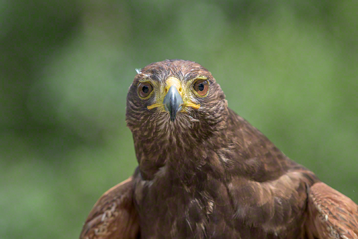 Harris Hawk used for hawk walks