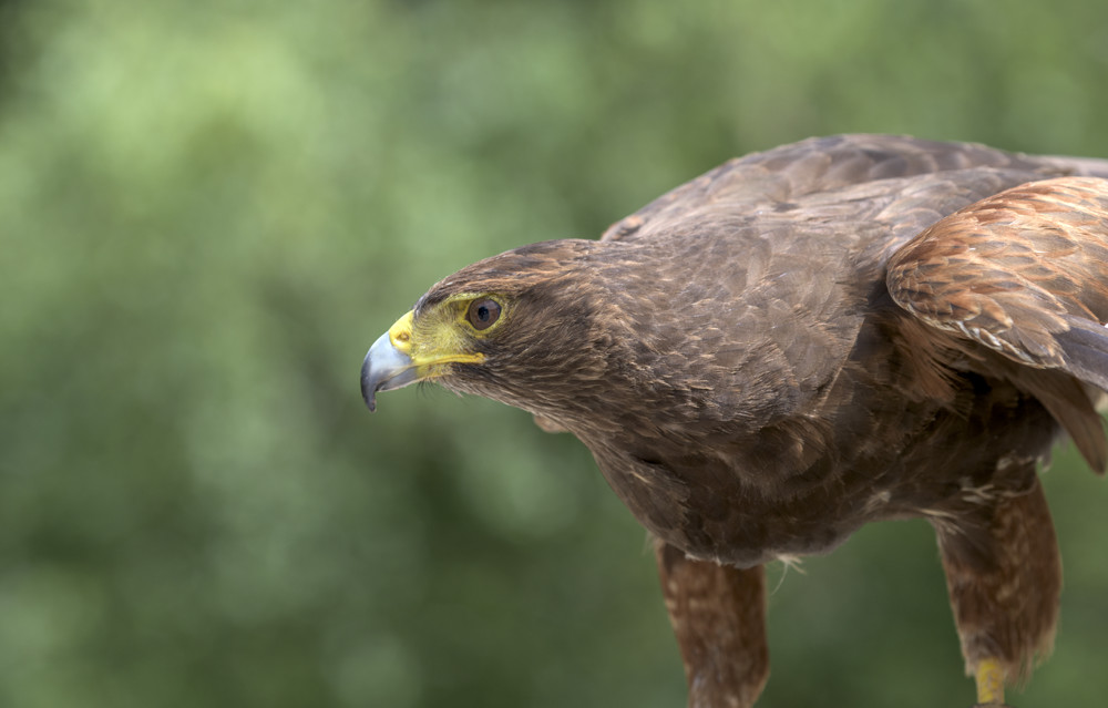 Harris Hawk flying display in Devon
