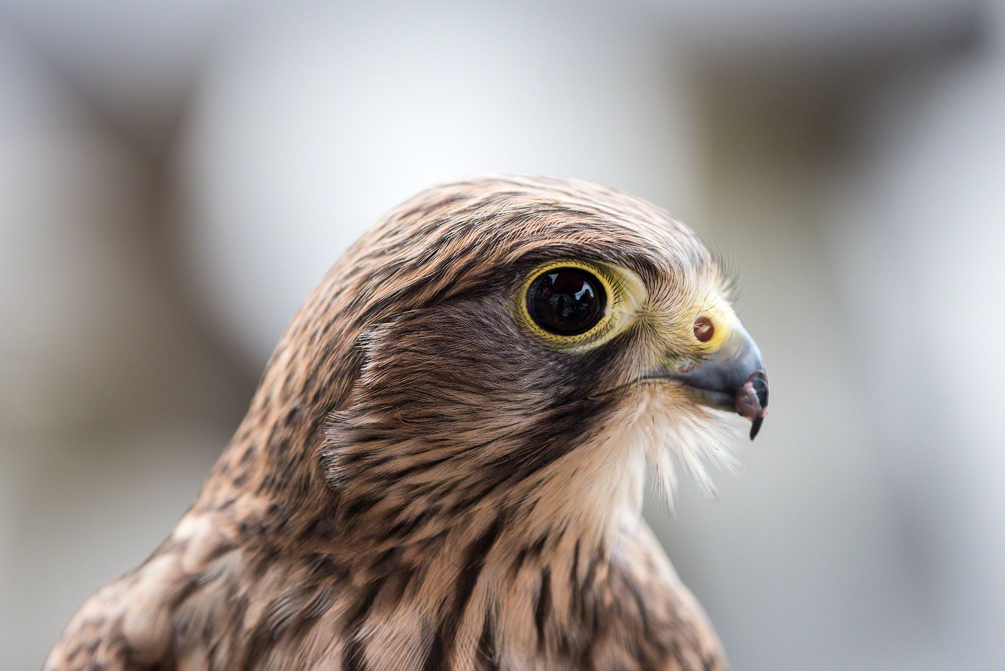 Kestrel bird of prey experience