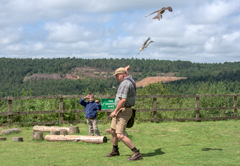 flying displays with birds of prey in Devon