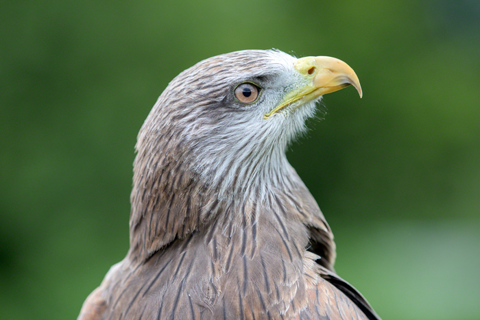 yellow billed kite flying display
